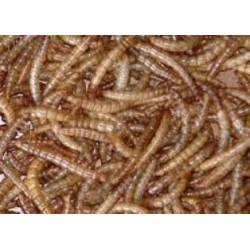 Gedroogde meelwormen 1kg