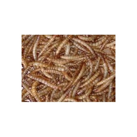 Meelwormen 250g