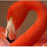 Flamingo's Kasper Faunafood