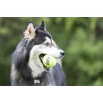 Speelgoed en sport voor honden