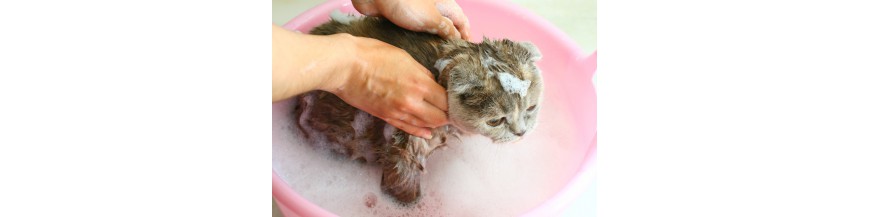 Shampoo's en conditioners voor katten