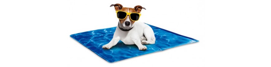 Producten voor warme zomerdagen voor honden