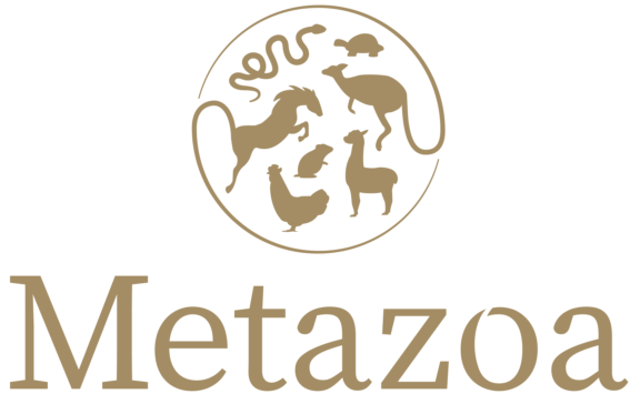 Metazoa